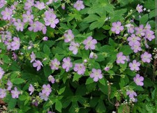 5 Wild Geranium Cranesbill Bare Roots Wildflower 5 Wild Geranium Cranesbill Bare Roots Wildflower