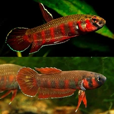 Live Wild Betta Fish Rubra Male Or Female From Indonesia