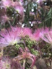 SOLD OUT Mimosa Silk Tree Flowers Edible Tea ...