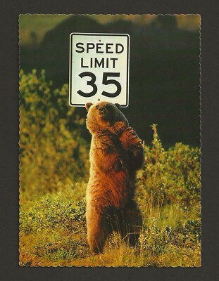 Grizzly Bear Scratching Back On Speed Limit Sign Vintage Postcard Alaska Joe