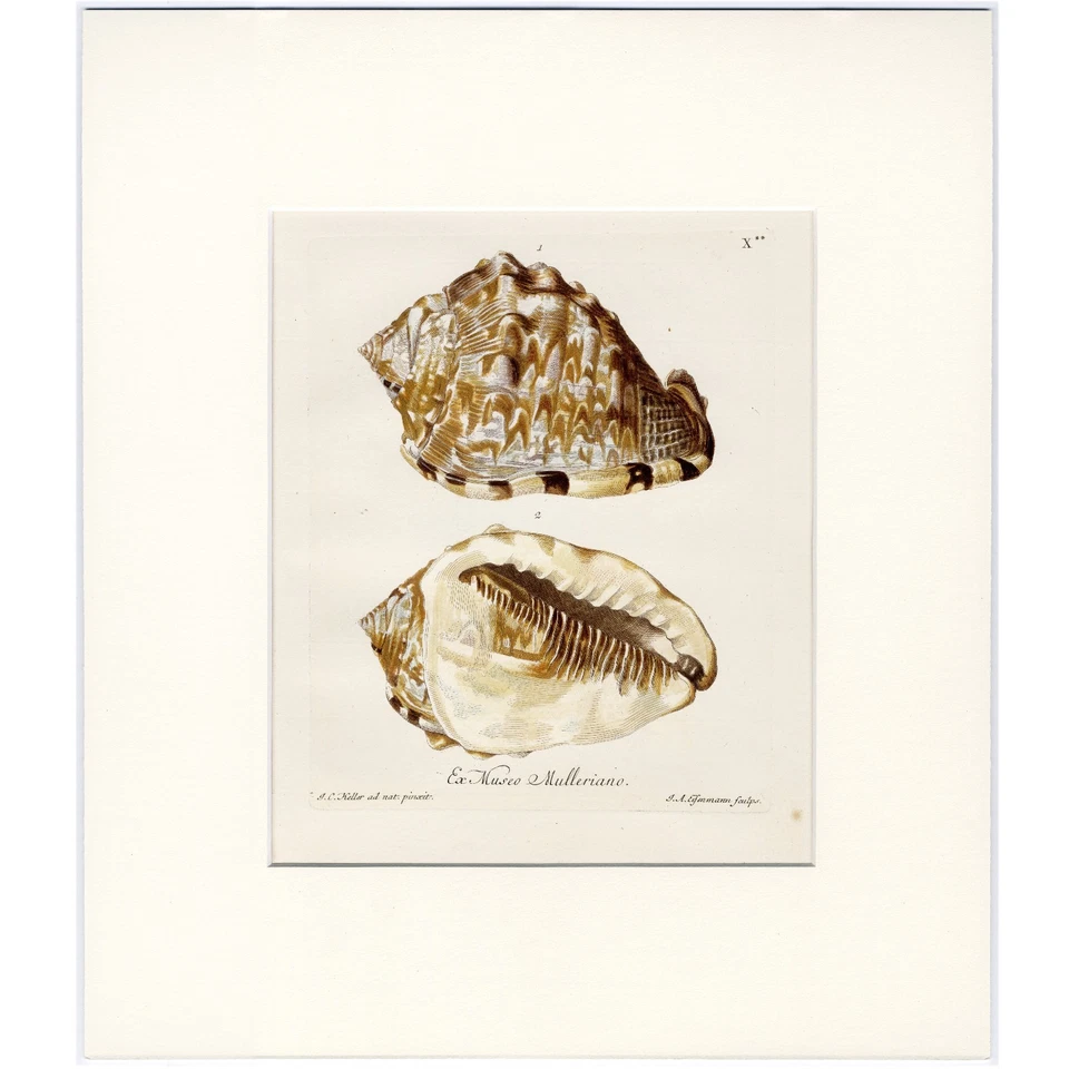Excelente enmarcado 1757 KNORR coloreado a mano SeaShell chonchología grabado caracola Foto 3 de 4