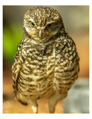 8x10 Burrowing Owl Photo Print On 8.5'' x 11''