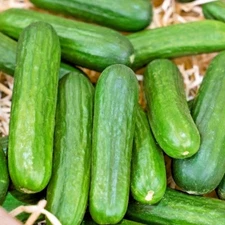 30+Muncher CUCUMBER Seeds Organic Summer Vegetable Garden Patio Container Easy