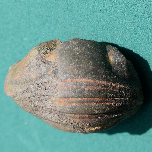 Trilobit mit großer Versteinerung Bolivien Devon Dipleura dekayi boliviensis - Bild 10 von 12