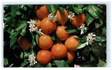 Vintage Orange Blossoms Fruit Cluster Color Postcard Sanborn 1960