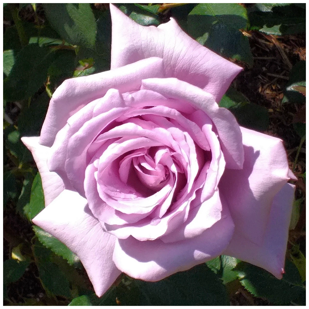 Rosa Twice In A Blue Moon Hybrid Tea Rose Bush Large Pale Lilac