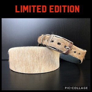 S M Leather Dog Collar Whippet Greyhound Lurcher Saluki Biscuit