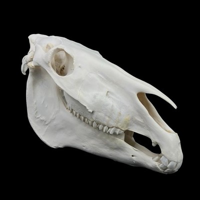 Echter Pferdeschädel, weißer Knochen, Anatomieschädel, Veterinär, Pferdeknochen, Schädeldeko
