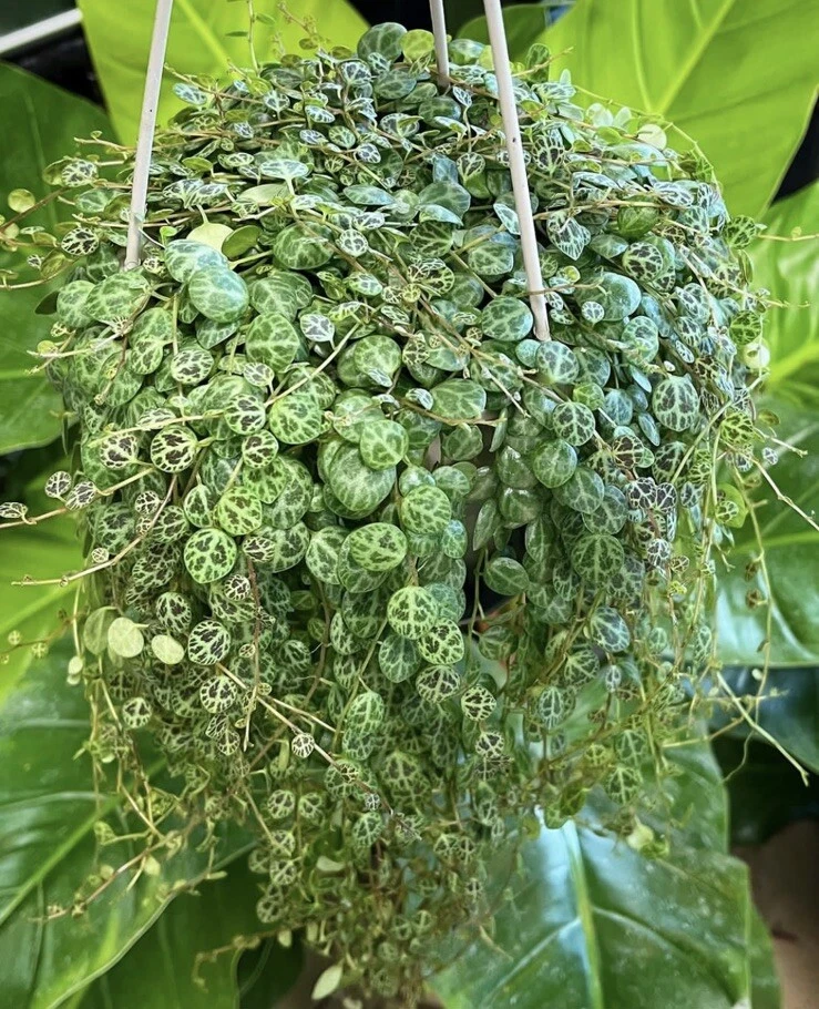String of Turtles Basket