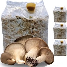 KIT COLTIVAZIONE FUNGHI CARDONCELLI SUBSTRATO