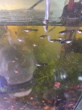 Microworm, Banana Worm And Walter Worm Starter Culture - Easy Live Food for Fry