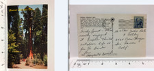 Postcard General Sherman's Tree Sequoia National Park CA California Vintage 1968