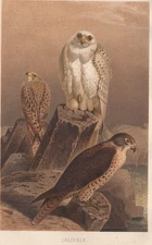 Gyrfalcon German Antique Color Print 1882 Chromolithograph Brehms Thierleben
