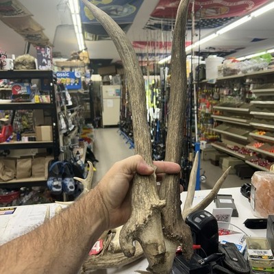 Matched Set Elk Spike Antlers Cut Offs Rocky Mountain Horns Decor Knife Handles