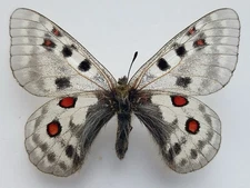 PARNASSIUS PHOEBUS SEDAKOVI F RUSSIA SAYAN, VERY RARE!