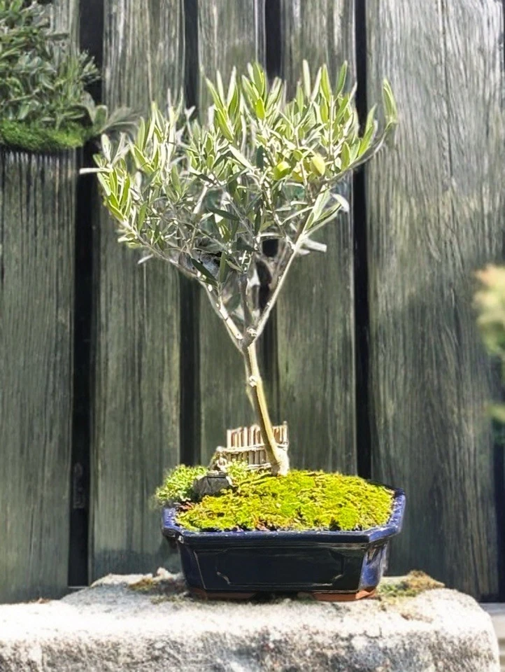 "BONSÁI GRANDE ARBEQUINA OLIVA EN MACETA DE CERÁMICA DE 10"" - YA FRUCTIFICANDO - ENVÍO GRATUITO" Foto 2 de 4