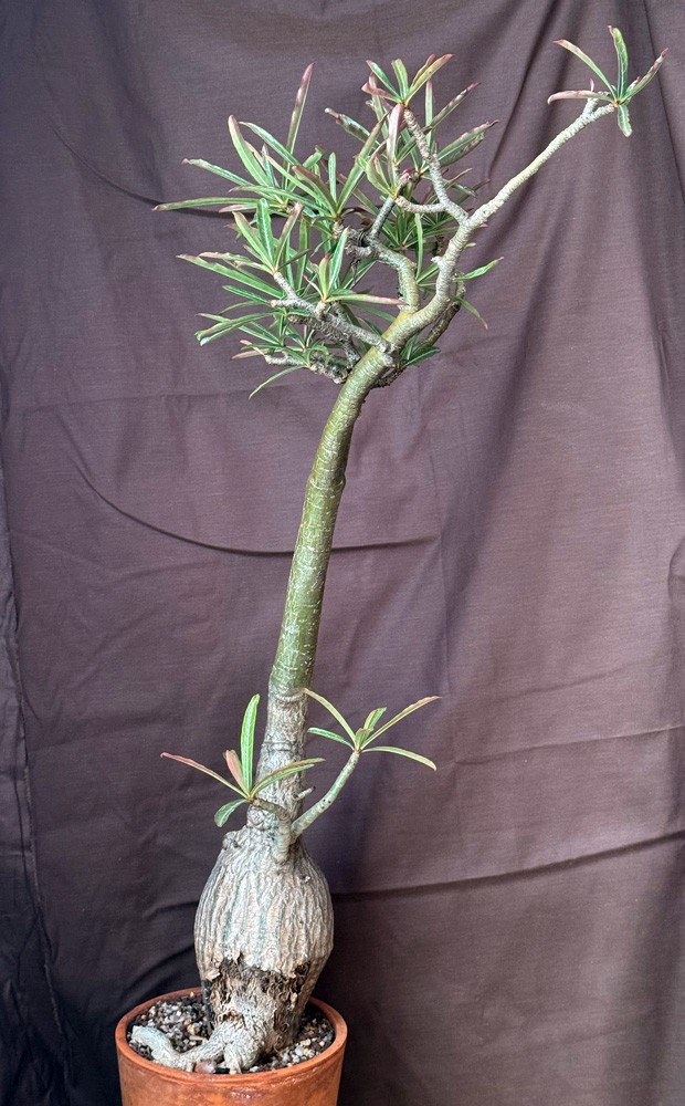 Plante succulente caudex Adenium somalense var. nov pour un salon lumineux