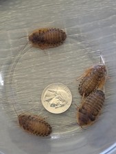 Dubia Roaches Live Feeders for Reptiles   Various Sizes