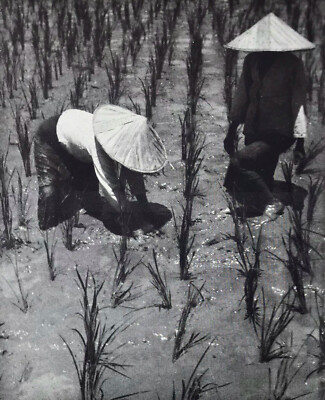 Schöne Komposition ''Padi Pflanzer'' 1941 des chinesischen Fotografen T Y Cheong