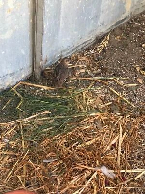 Bird Cage Female King Quail Birds Gumtree Australia Rockingham
