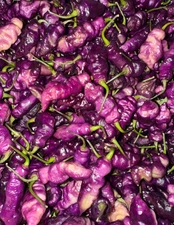10+ Purple Dream Pepper Seeds SUPERHOT 100% Organically Grown Free Shipping