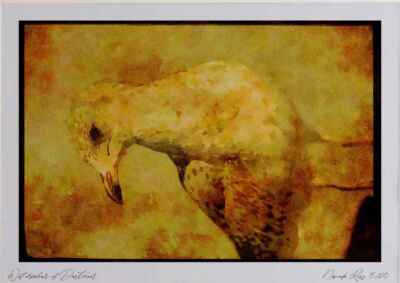 008176 Ring Billed Möwe Aquarell Bild Ltd Ed A3
