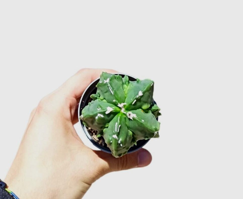 Astrophytum Myriostigma Fukuryu Type B Cactus Kakteen Succulent Piante Grasse #2