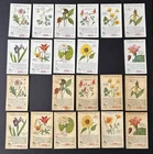 Vintage Coca-Cola Trade Cards (22) The World of Nature; Some Common Wild Flowers