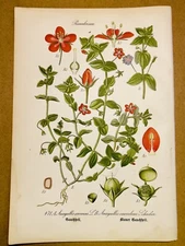 1886 ANTIQUE PICTURES LITHOGRAPH ART PRINT BOTANY FLOWER FLORA NATURE DECO PO...