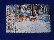 CHAPLEAU ONTARIO CANADA POSTCARD TOURIST AND HUNTERS PARADISE DEER IN THE WOODS