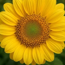 Digital Image Picture Wallpaper Background Desktop Art Download