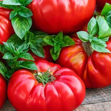 Buffalosteak Hybrid Tomato red sweet exotic fruit vegetables plant seed 25 SEEDS