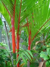 Cyrtostachys renda | Red Sealing Wax & Lipstick Palm | 10_Seeds