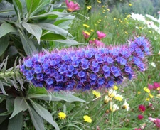 Echium Candicans 15 Seeds, Pride Of Madeira, Perennial Evergreen Shrub