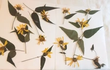 Yellow Daisy Weed Flower PRESSED on Stem w/ Leaves Lot of 12 Crafts