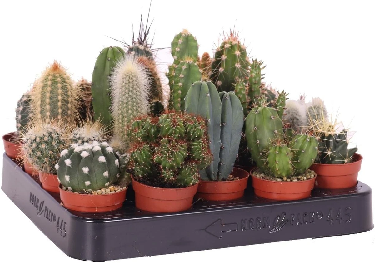 Mini Kaktus online kaufen | eBay.de