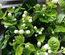 Jasmine Fragrant flower seeds 13 seeds