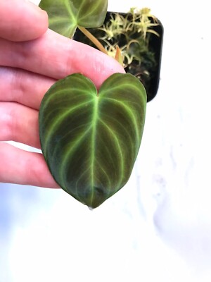 Philodendron Verrucosum Mini Purple Sp. Tropical vivarium terrarium  houseplant | eBay