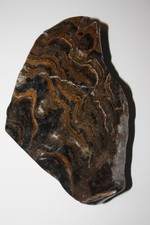 Stromatolith Bolivien (ES 63 A )