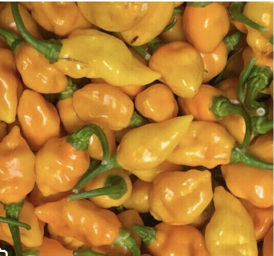Datil Pepper Seeds Heirloom Harvest 2023 from Saint Augustine, FL (25+ pieces) eBay