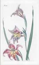 1808 CURTIS Botanical GLADIOLUS VERSICOLOR  Corn Flag Pl 1042 (CB9/150)