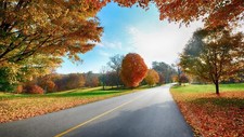 Landscape road fallen leaves red asphalt plants Custom Gaming Mat Desk
