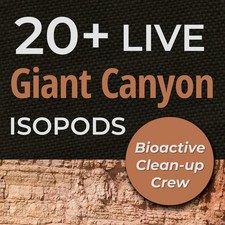 20 Giant Canyon Isopods Porcellio dilatatus   Bioactive Clean Up Crew - Large