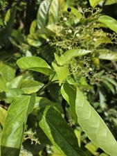 50 seeds of La Cach, cay vong cach,Premna serratifolia L. - harvest Aug-Sept2025