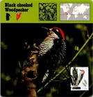 Dr Jim Stamps Maximum Card Woodpecker Bird Forever Fdc
