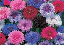 Cornflower /Bachelor Button Dwarf Mix 200 Seeds BUY 4 GET FREE SHIPPING