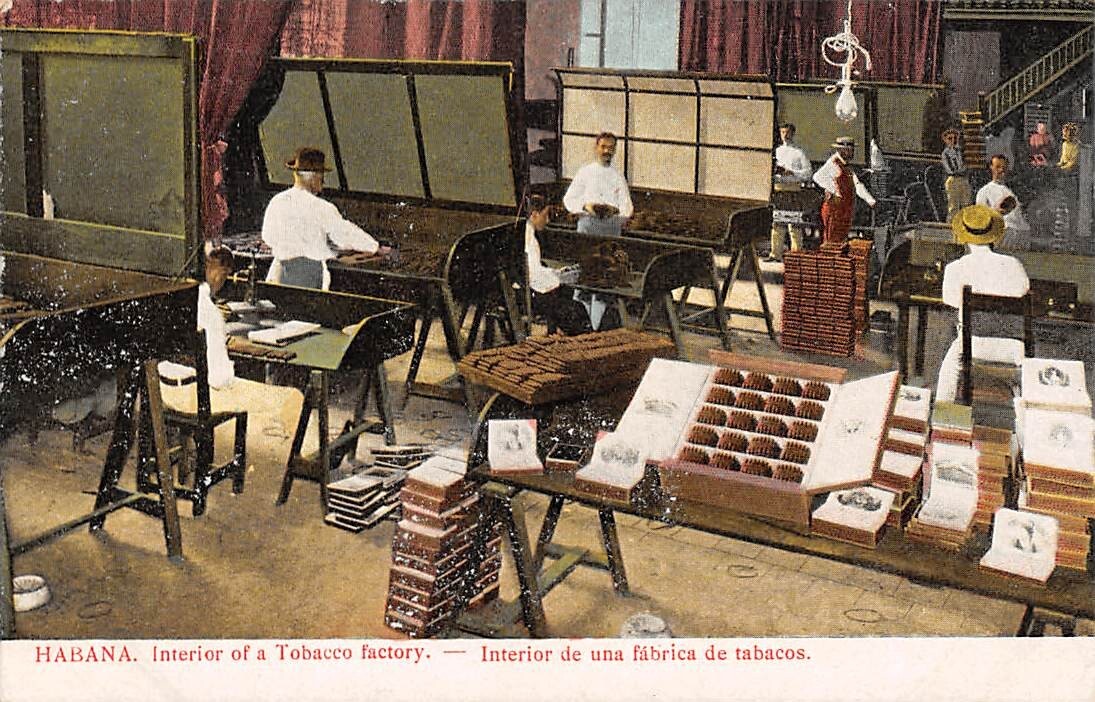CARIBBEAN ISLAND ~ TOBACCO FACTORY INTERIOR, WORKERS ~ c 1903