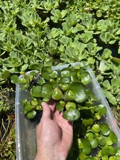  12 Water Hyacinth Koi Pond Floating Plants Rid Algae Medium -small 2-4  