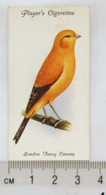 1933 John Player & Sons Voliere & Käfig Vögel 13 London Fancy Canary