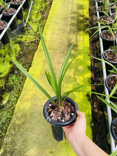 Cym. ensifolium 'Nen Nen Kou' โ Fragrant Red Orchid, Easy Care, No Ship to CA - Picture 7 of 7